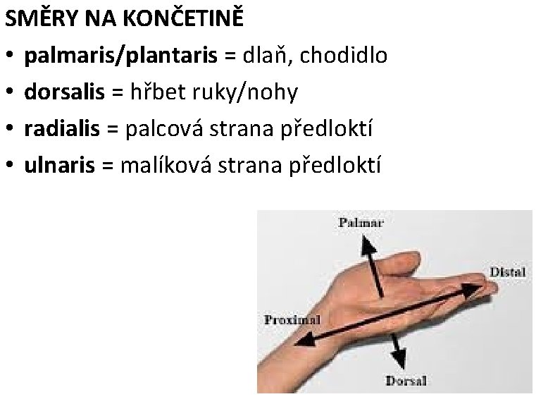 SMĚRY NA KONČETINĚ • palmaris/plantaris = dlaň, chodidlo • dorsalis = hřbet ruky/nohy •