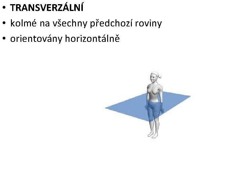  • TRANSVERZÁLNÍ • kolmé na všechny předchozí roviny • orientovány horizontálně 