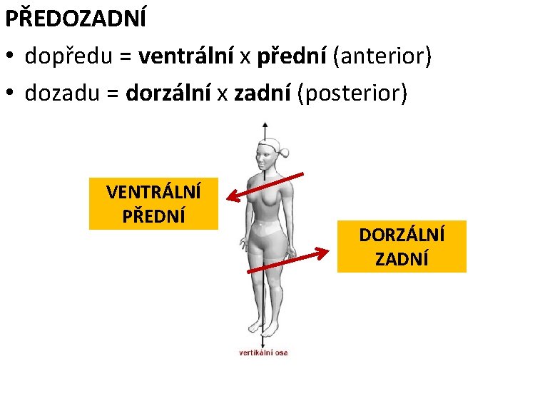 PŘEDOZADNÍ • dopředu = ventrální x přední (anterior) • dozadu = dorzální x zadní