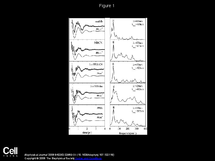 Figure 1 Biophysical Journal 2008 942252 -2268 DOI: (10. 1529/biophysj. 107. 122119) Copyright ©