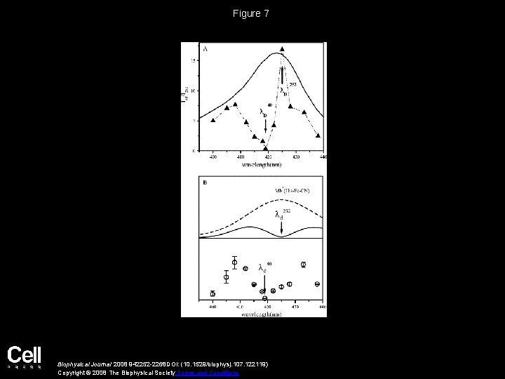 Figure 7 Biophysical Journal 2008 942252 -2268 DOI: (10. 1529/biophysj. 107. 122119) Copyright ©
