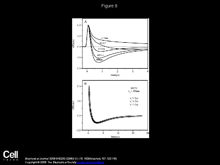 Figure 8 Biophysical Journal 2008 942252 -2268 DOI: (10. 1529/biophysj. 107. 122119) Copyright ©