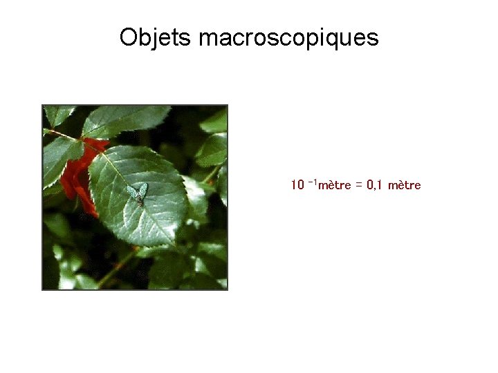 Objets macroscopiques 10 -1 mètre = 0, 1 mètre 