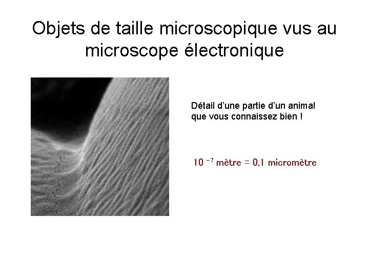 Objets de taille microscopique vus au microscope électronique Détail d’une partie d’un animal que
