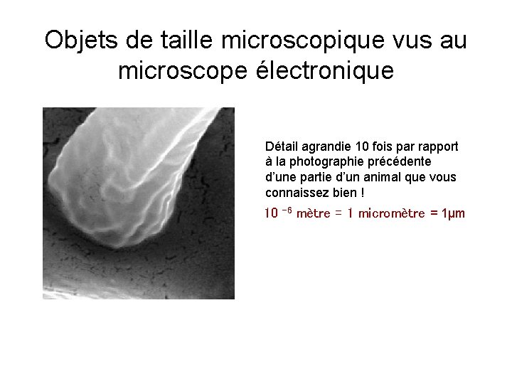 Objets de taille microscopique vus au microscope électronique Détail agrandie 10 fois par rapport