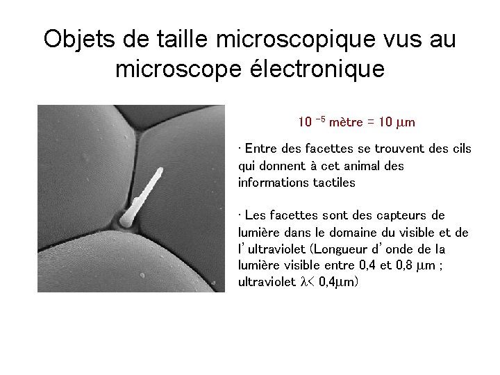 Objets de taille microscopique vus au microscope électronique 10 -5 mètre = 10 mm