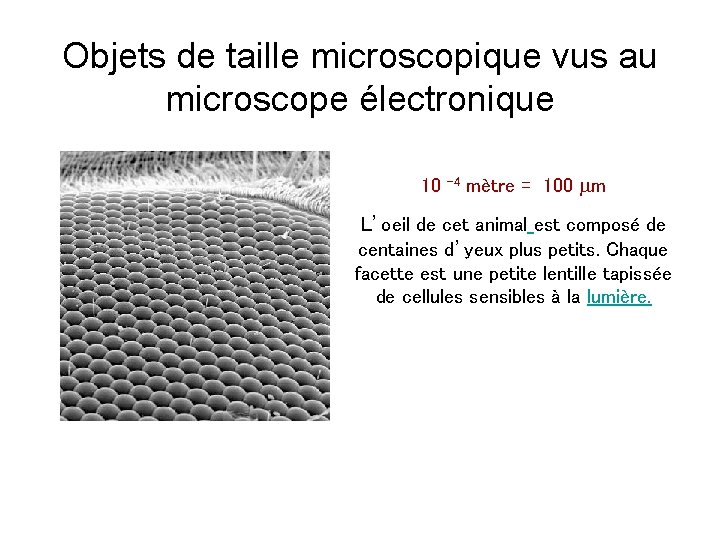Objets de taille microscopique vus au microscope électronique 10 -4 mètre = 100 mm
