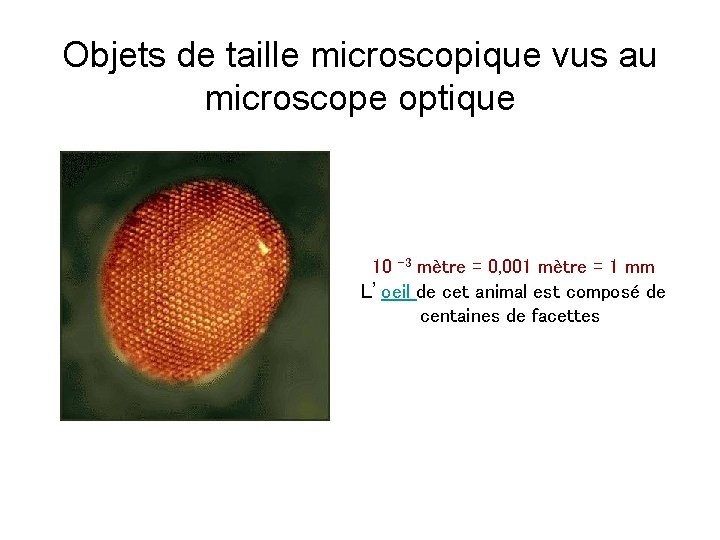 Objets de taille microscopique vus au microscope optique 10 -3 mètre = 0, 001