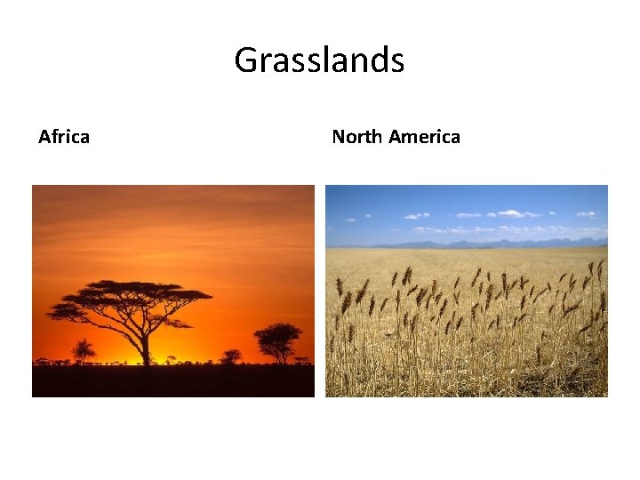 Grasslands Africa North America 
