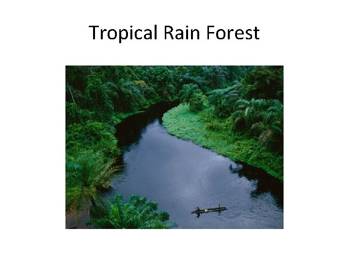 Tropical Rain Forest 