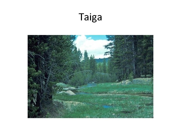 Taiga 