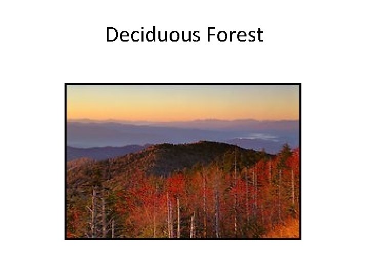 Deciduous Forest 