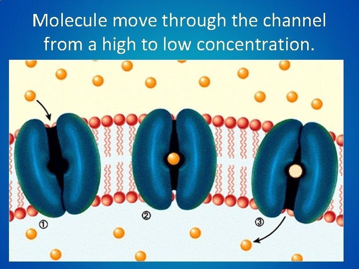 Molecule move through the channel from a high to low concentration. 