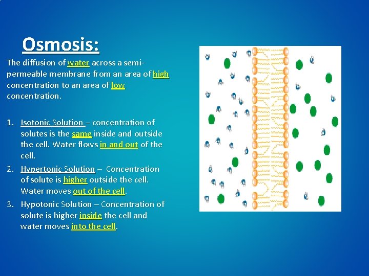 Osmosis: The diffusion of water across a semipermeable membrane from an area of high