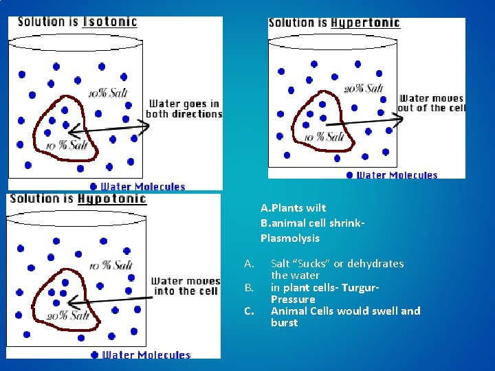 A. Plants wilt B. animal cell shrink. Plasmolysis A. B. C. Salt “Sucks” or