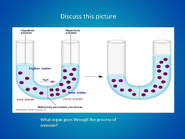 Discuss this picture What organ goes through the process of osmosis? 