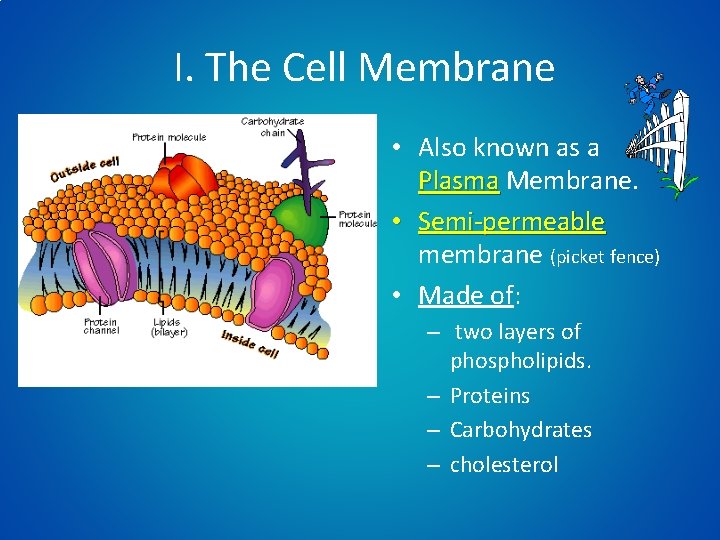 I. The Cell Membrane • Also known as a Plasma Membrane. • Semi-permeable membrane