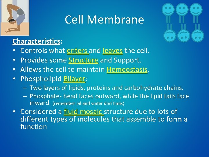 Cell Membrane Characteristics: • Controls what enters and leaves the cell. • Provides some