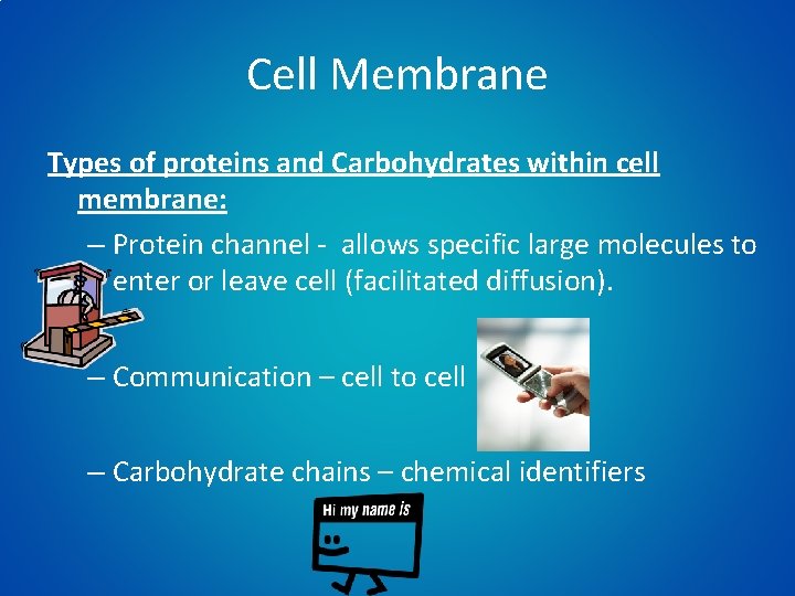 Cell Membrane Types of proteins and Carbohydrates within cell membrane: – Protein channel -