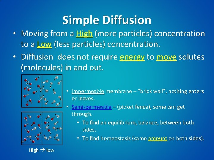 Simple Diffusion • Moving from a High (more particles) concentration to a Low (less