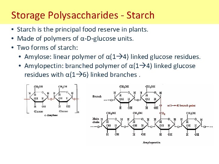 Storage Polysaccharides - Starch • Starch is the principal food reserve in plants. •