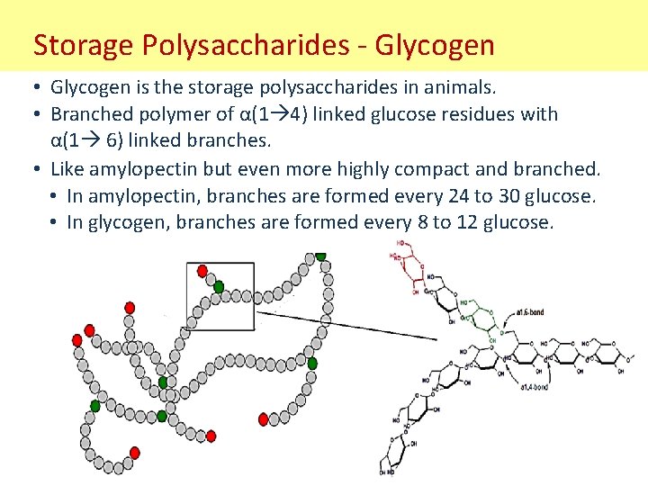 Storage Polysaccharides - Glycogen • Glycogen is the storage polysaccharides in animals. • Branched