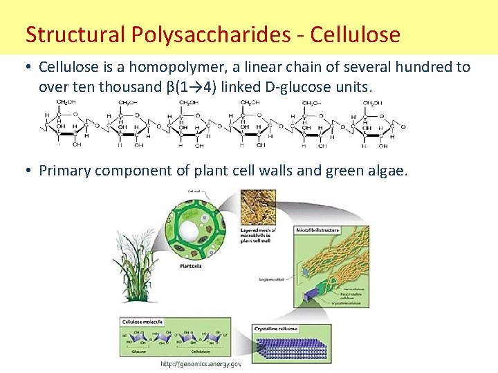 Structural Polysaccharides - Cellulose • Cellulose is a homopolymer, a linear chain of several