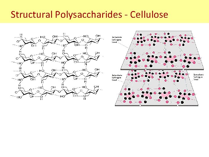 Structural Polysaccharides - Cellulose 