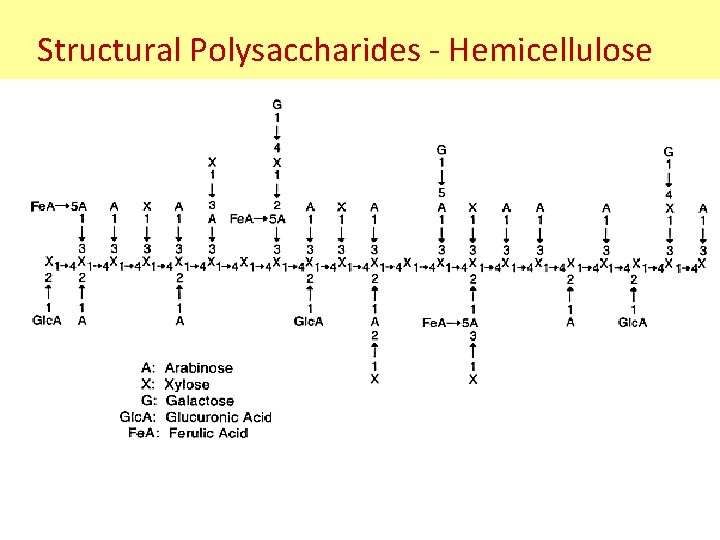 Structural Polysaccharides - Hemicellulose 