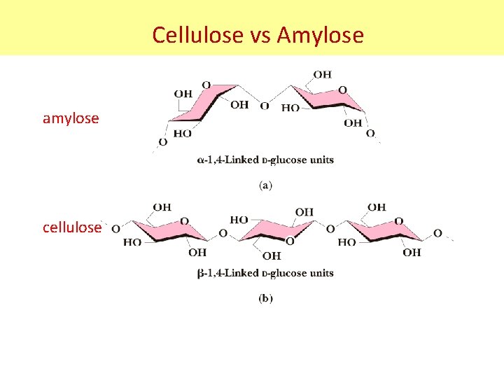 Cellulose vs Amylose amylose cellulose 
