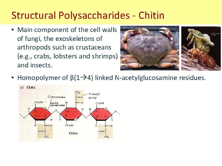 Structural Polysaccharides - Chitin • Main component of the cell walls of fungi, the