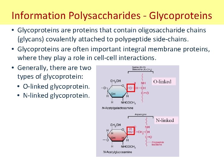 Information Polysaccharides - Glycoproteins • Glycoproteins are proteins that contain oligosaccharide chains (glycans) covalently