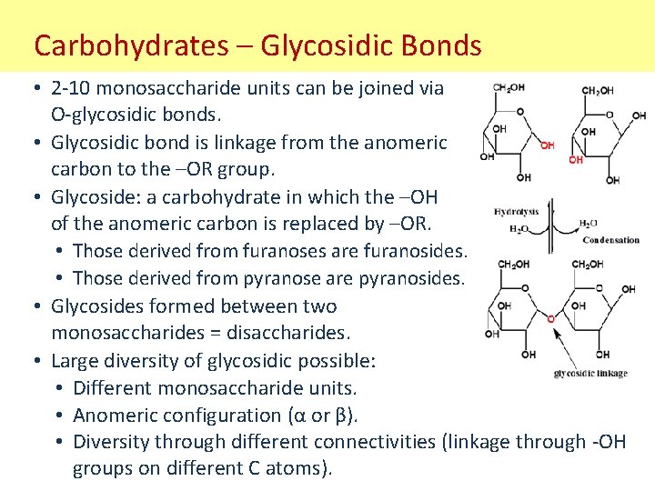 Carbohydrates – Glycosidic Bonds • 2 -10 monosaccharide units can be joined via O-glycosidic