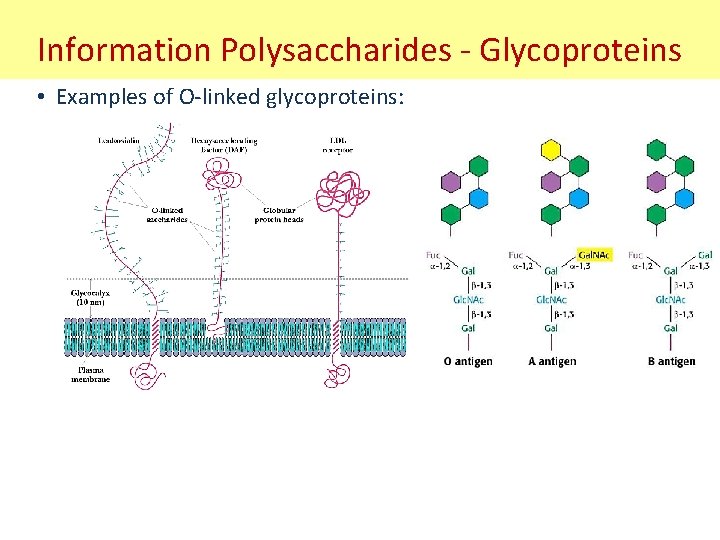 Information Polysaccharides - Glycoproteins • Examples of O-linked glycoproteins: 