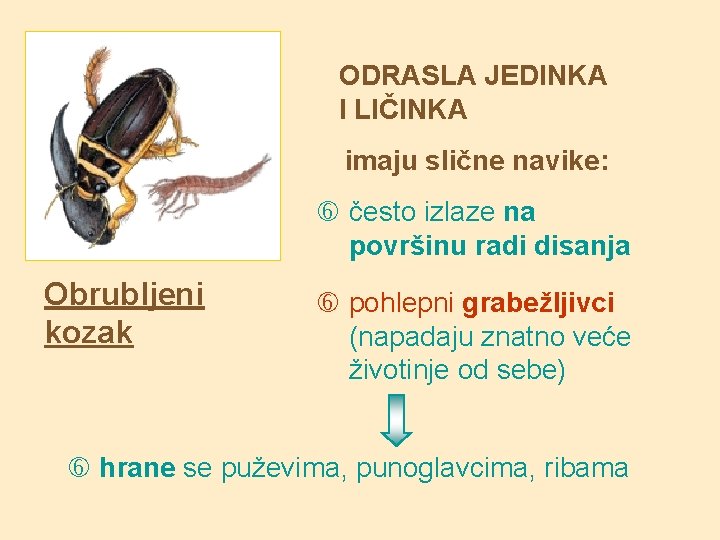 ODRASLA JEDINKA I LIČINKA imaju slične navike: često izlaze na površinu radi disanja Obrubljeni