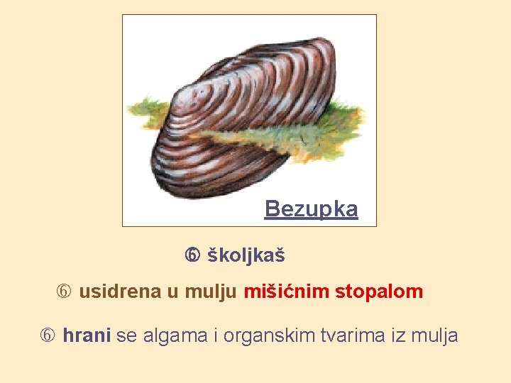 Bezupka školjkaš usidrena u mulju mišićnim stopalom hrani se algama i organskim tvarima iz