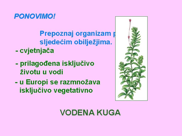 PONOVIMO! Prepoznaj organizam prema sljedećim obilježjima. - cvjetnjača - prilagođena isključivo životu u vodi