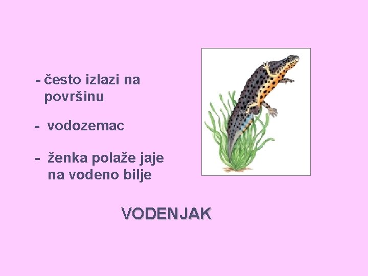 - često izlazi na površinu - vodozemac - ženka polaže jaje na vodeno bilje