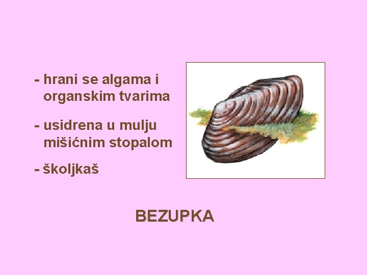 - hrani se algama i organskim tvarima - usidrena u mulju mišićnim stopalom -