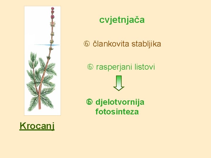 cvjetnjača člankovita stabljika rasperjani listovi djelotvornija fotosinteza Krocanj 