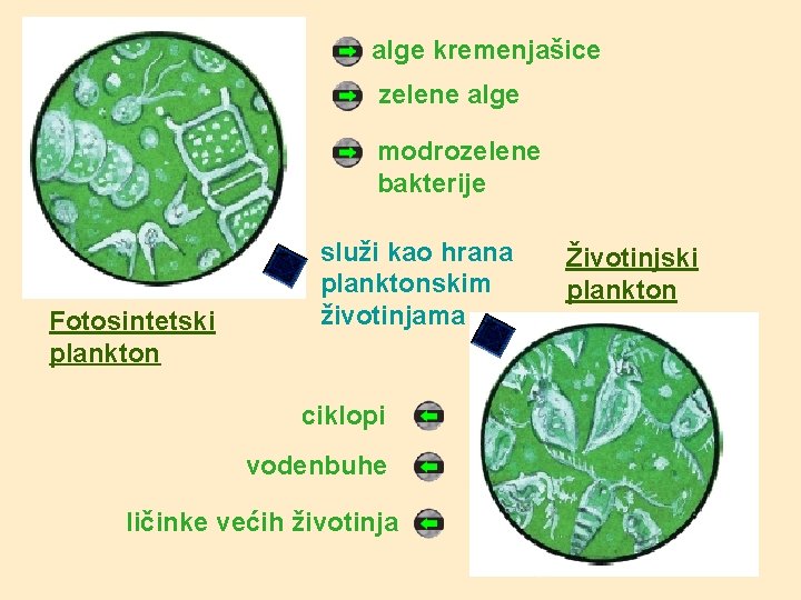 alge kremenjašice zelene alge modrozelene bakterije Fotosintetski plankton služi kao hrana planktonskim životinjama ciklopi