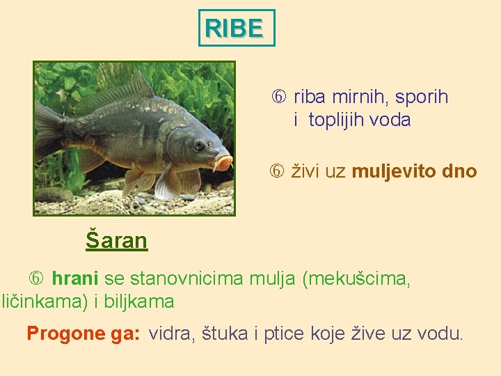 RIBE riba mirnih, sporih i toplijih voda živi uz muljevito dno Šaran hrani se