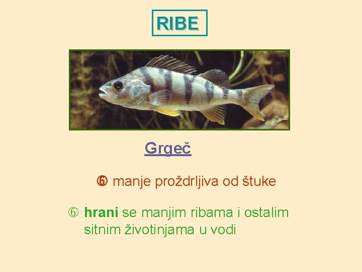 RIBE Grgeč manje proždrljiva od štuke hrani se manjim ribama i ostalim sitnim životinjama