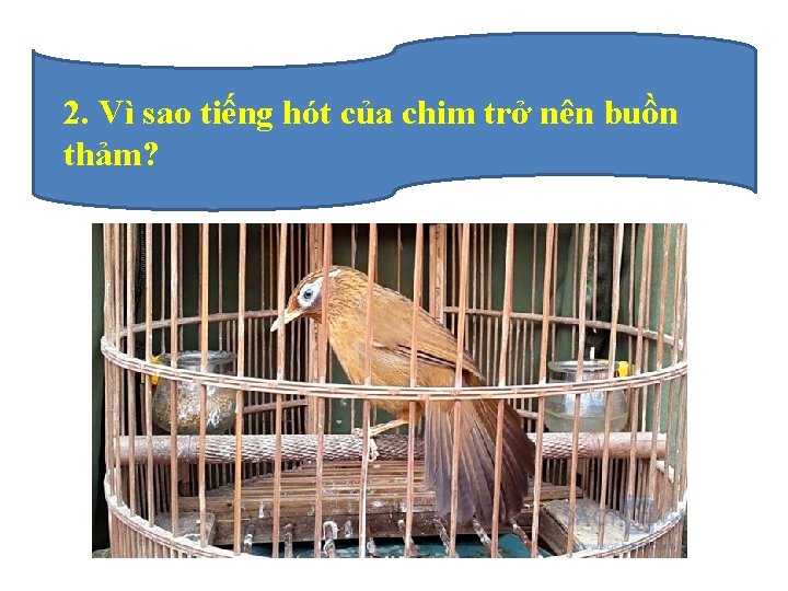 2. Vì sao tiếng hót của chim trở nên buồn thảm? 