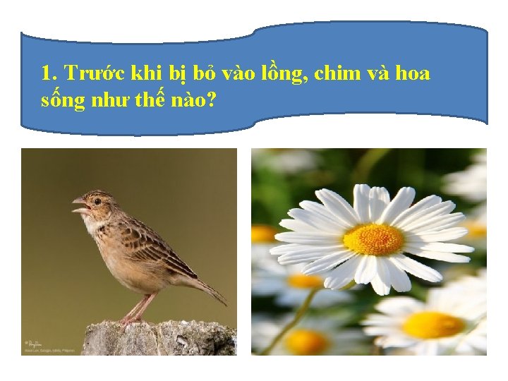 1. Trước khi bị bỏ vào lồng, chim và hoa sống như thế nào?