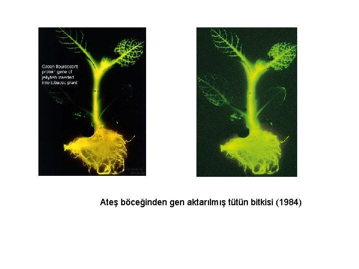 Ateş böceğinden gen aktarılmış tütün bitkisi (1984) 