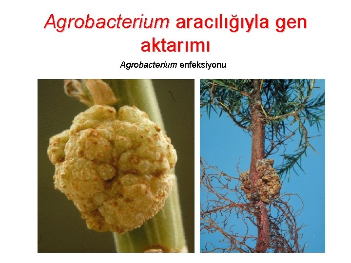 Agrobacterium aracılığıyla gen aktarımı Agrobacterium enfeksiyonu 