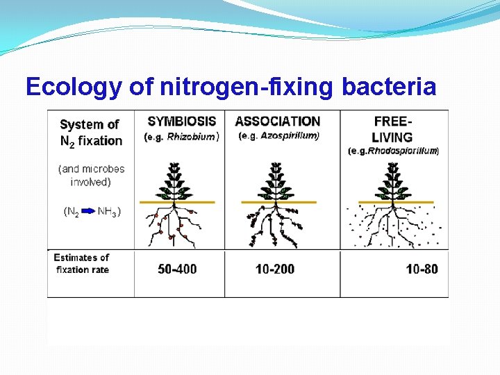 BIOLOGICAL NITROGEN FIXATION AND ROOT NODULE FORMATION SELVI