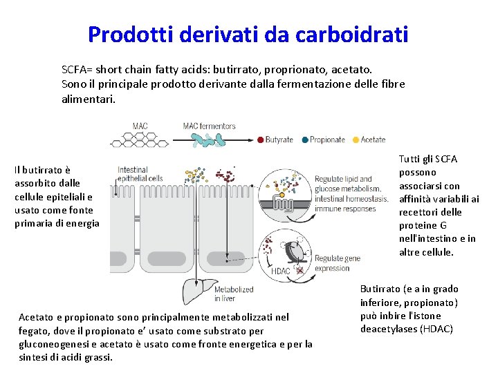 Prodotti derivati da carboidrati SCFA= short chain fatty acids: butirrato, proprionato, acetato. Sono il