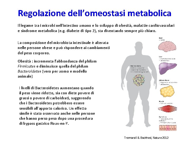 Regolazione dell’omeostasi metabolica Il legame tra i microbi nell'intestino umano e lo sviluppo di